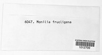 Monilinia fructigena image